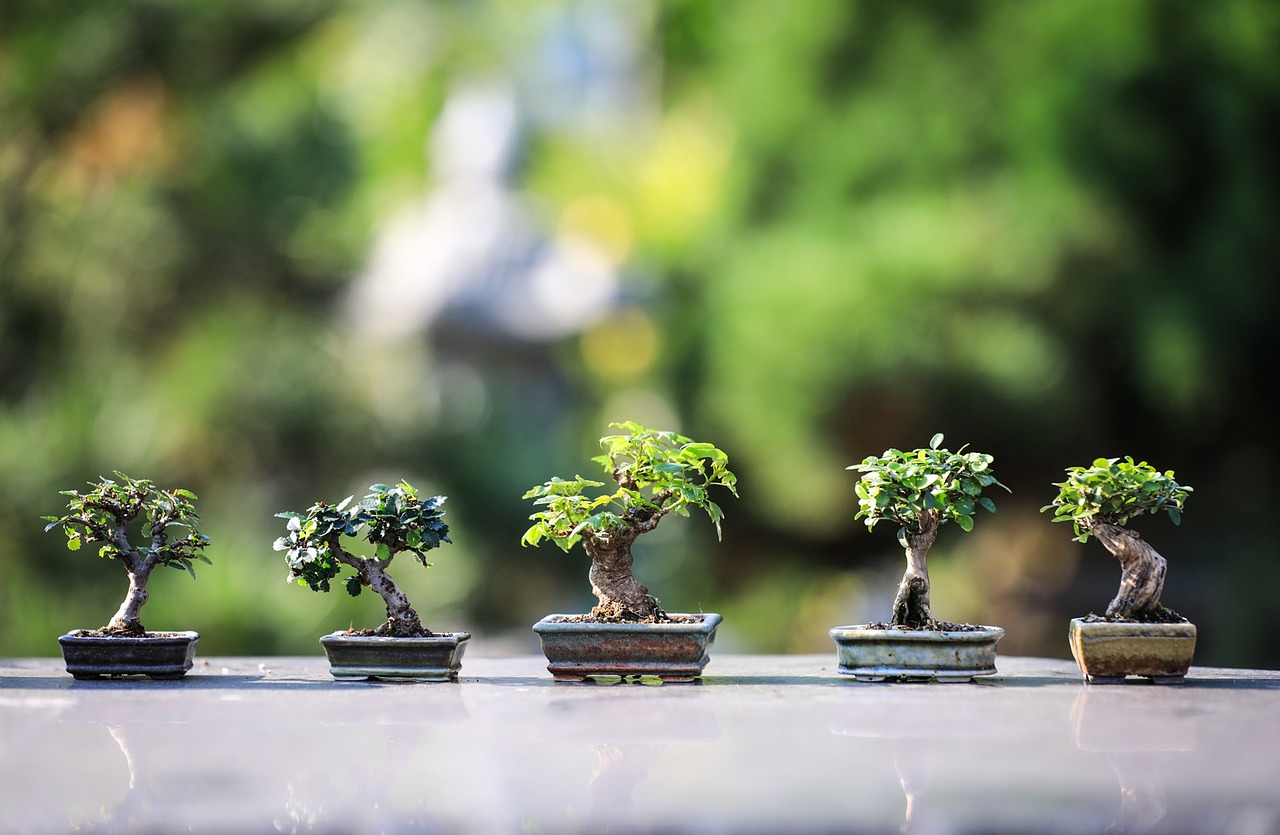 Jak pielęgnować bonsai ?